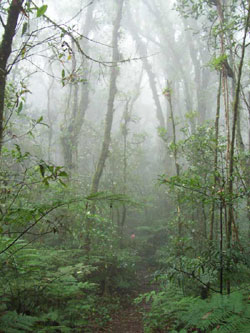 Bosque nublado en La Tigra, cerca de Tegucigalpa, Honduras