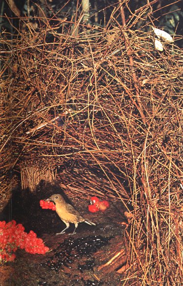 bowerbird