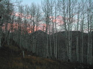 sunrise in birches