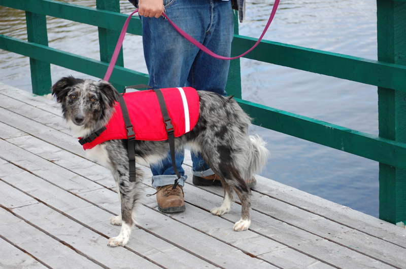 My adorable dog, ready to go to sea