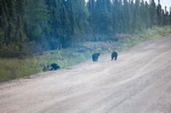 Yes, they have bears in Labrador, no matter what the border guards tell you