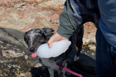 My adorable dog, EATING an iceberg!