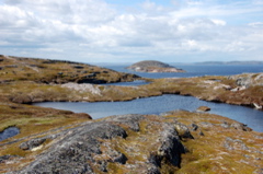 Island peat bogs