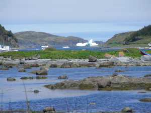 Iceburg in Harbour