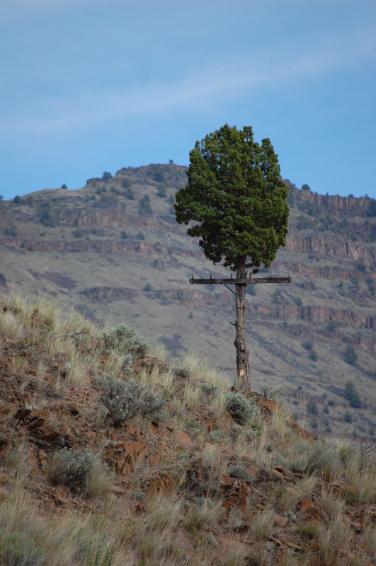 Innovative telephone pole