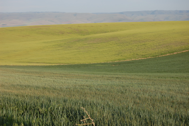 Well, green waves, at any rate