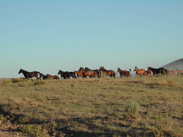 Wild mustangs