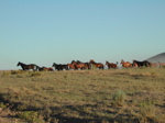 Wild mustangs