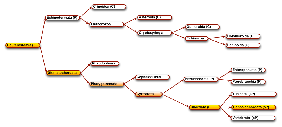 12DeuterostomesCephalochordata