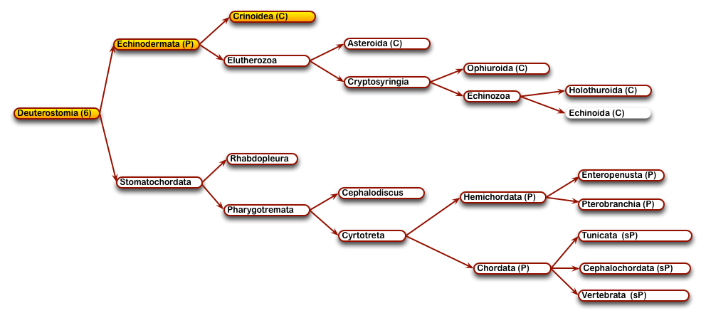 12DeuterostomesCrinoidea