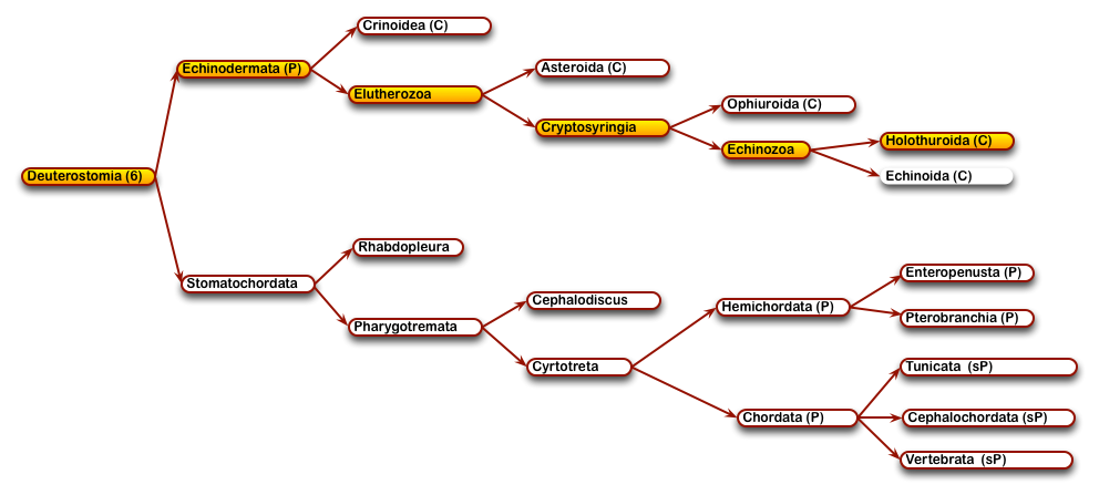 12DeuterostomesHolothuroida