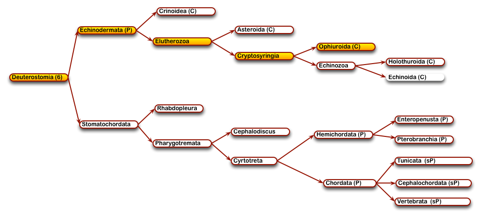 12DeuterostomesOphiuroida