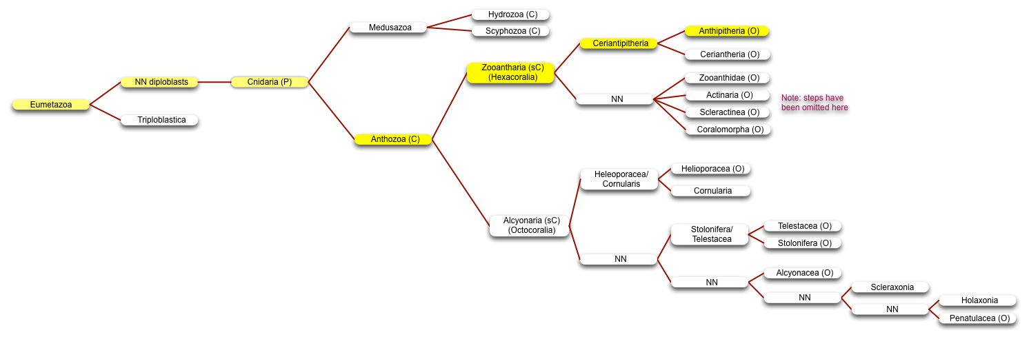 Antipitheria