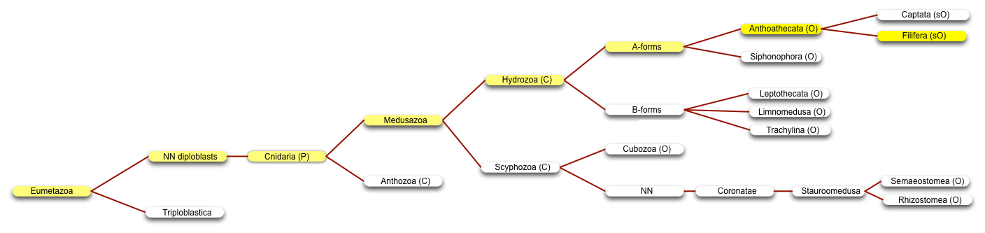Filiphera