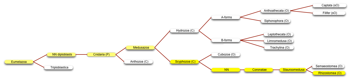 Rhizostomia
      