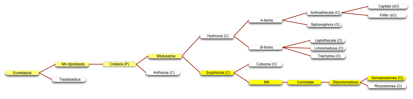 Saemaeostomia