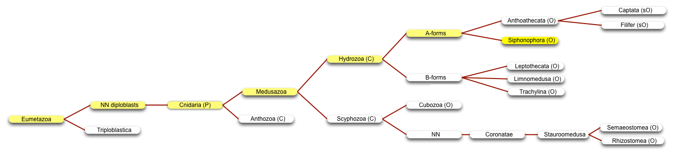 Siphonophora