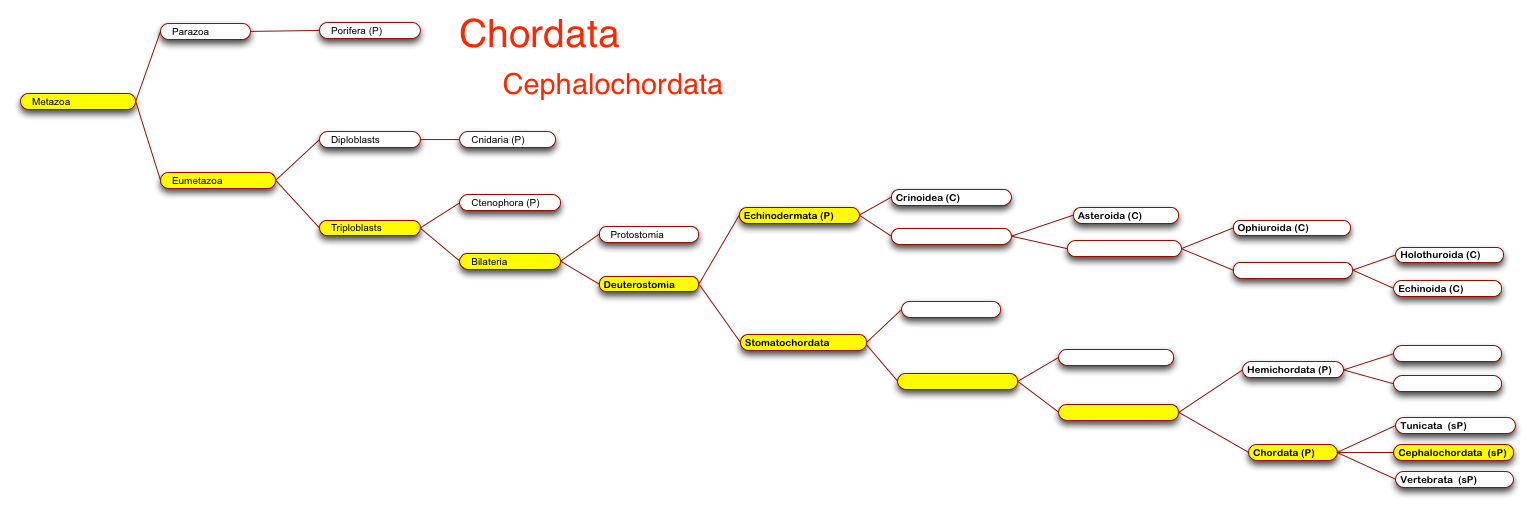 Cephalochordates
