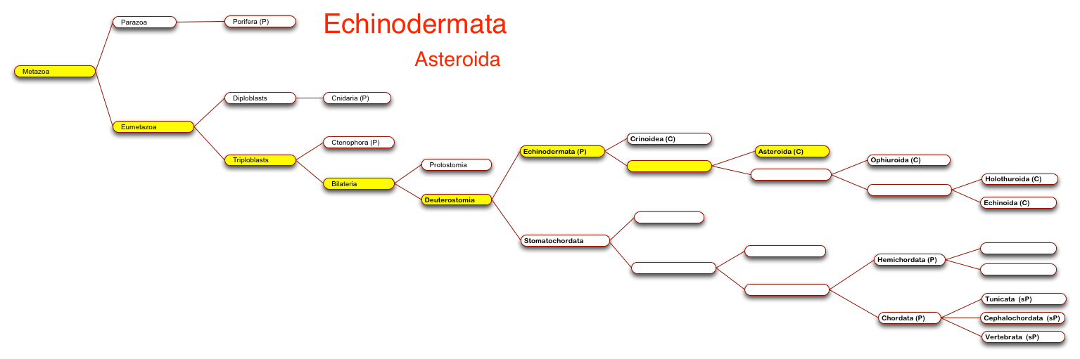 Asteroids