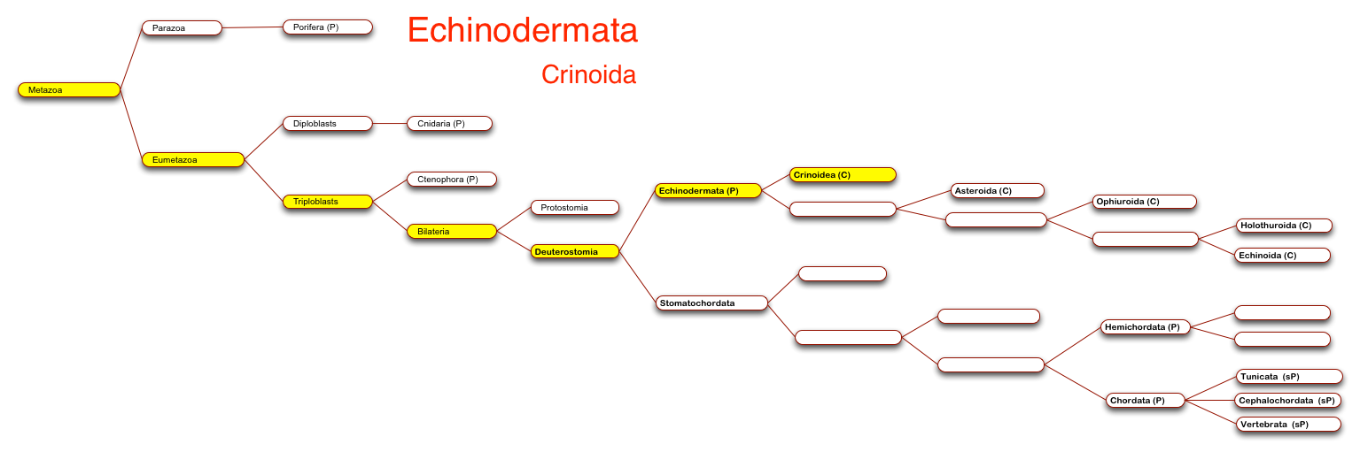 Crinoids