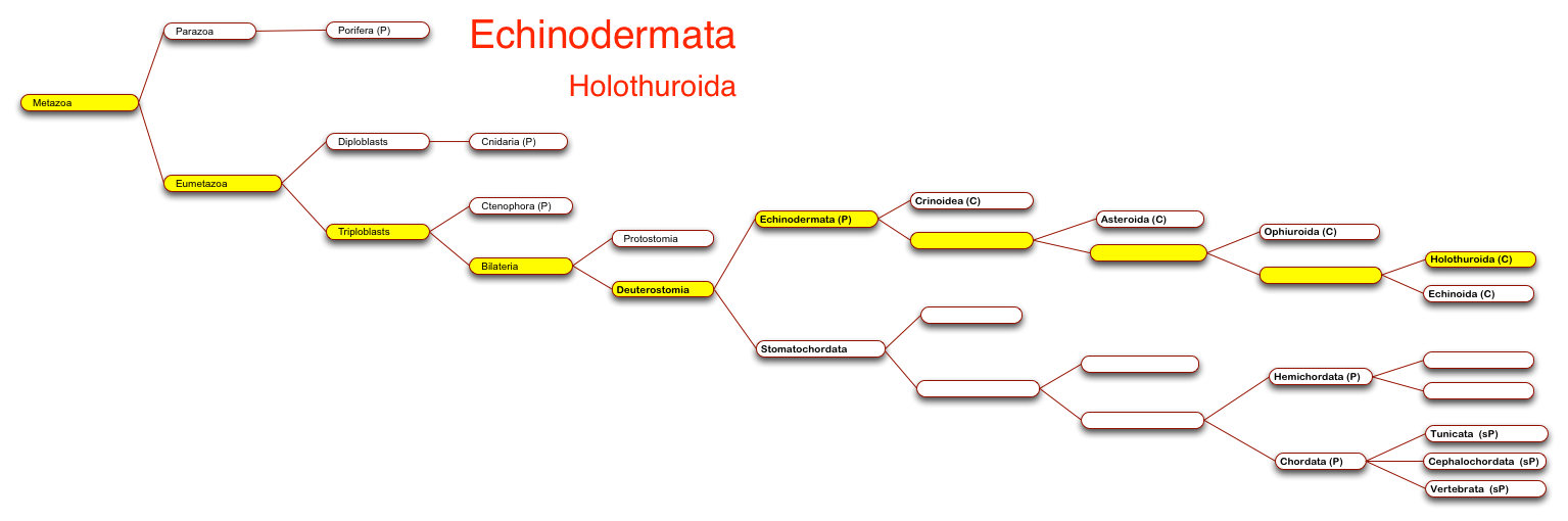 Holothuroids