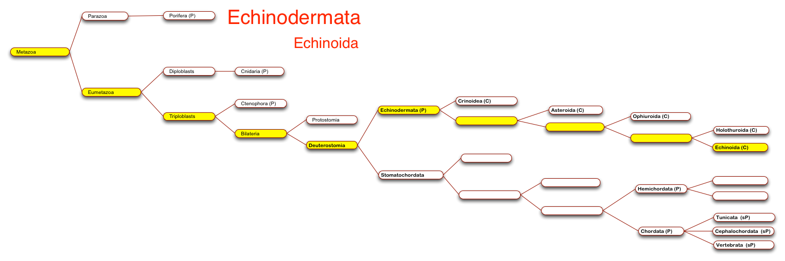 Echinoids