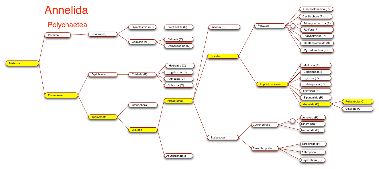 Polycheat