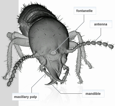 termite